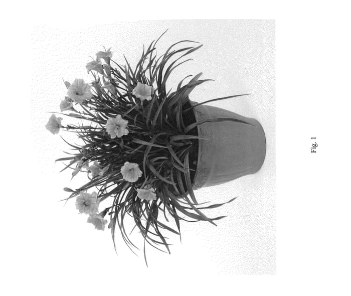 Figure 1 of US plant patent PP26627, the photograph of DHEMORANGE printed in the patent.