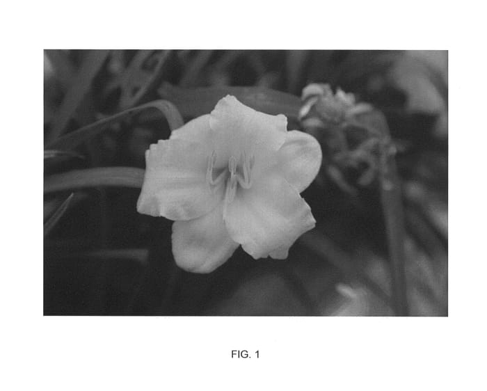 Figure 1 of US plant patent PP26628, the photograph of Happy Days Are Here Again printed in the patent.
