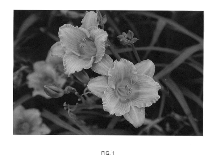 Figure 1 of US plant patent PP26629, the photograph of Happy Enchantment printed in the patent.