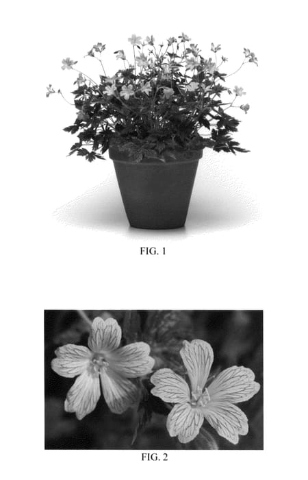 Figure 1 of US plant patent PP26630, the photograph of Miss Heidi printed in the patent.
