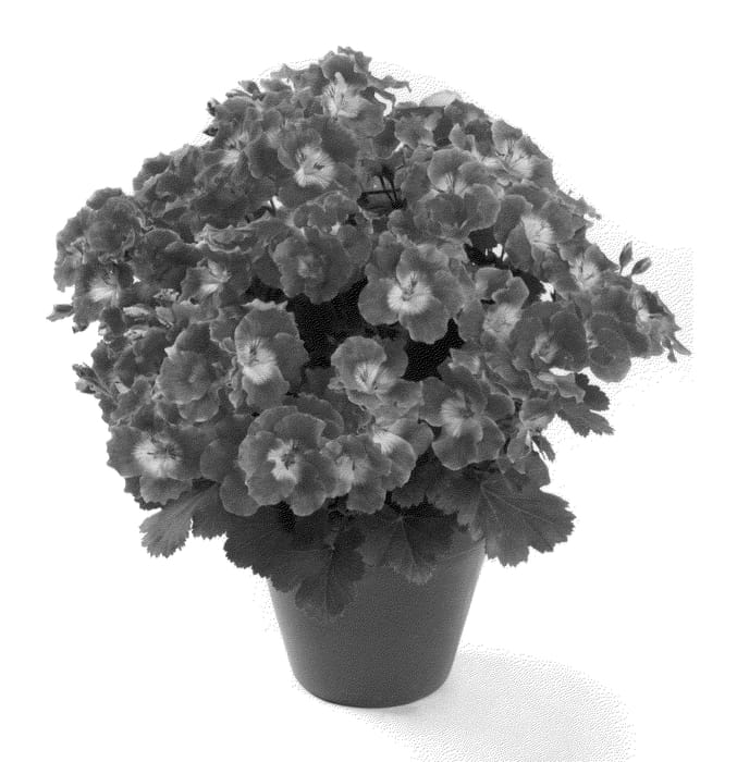 Figure 1 of US plant patent PP26631, the photograph of REGBECHER printed in the patent.