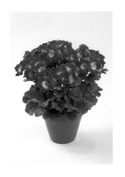 Figure 1 of US plant patent PP26632, the photograph of REGBEDARE printed in the patent.