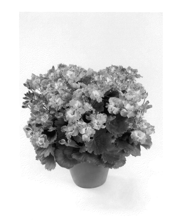 Figure 1 of US plant patent PP26633, the photograph of REGBEPI printed in the patent.