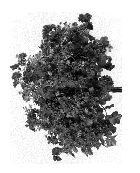 Figure 1 of US plant patent PP26634, the photograph of Pacpemary printed in the patent.