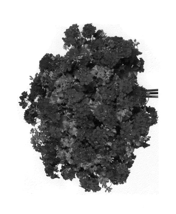 Figure 1 of US plant patent PP26635, the photograph of Pacsally printed in the patent.