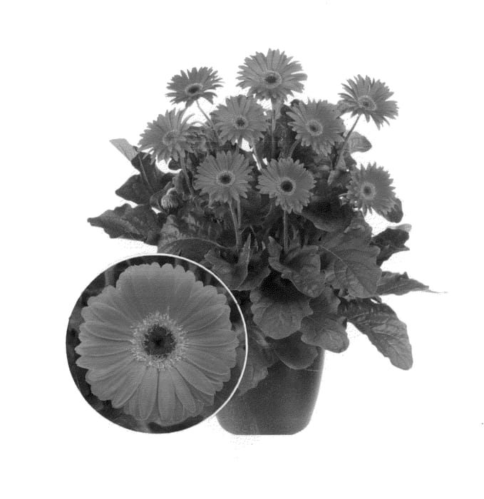 Figure 1 of US plant patent PP26636, the photograph of Gardreams printed in the patent.