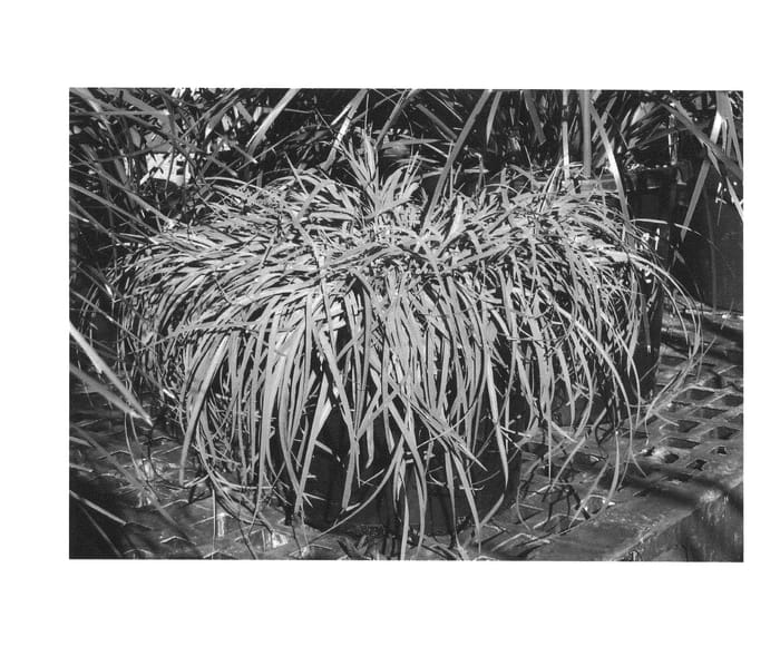 Figure 1 of US plant patent PP26637, the photograph of THEM01 printed in the patent.