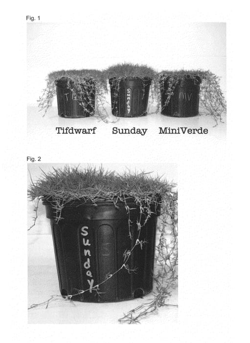 Figure 1 of US plant patent PP26638, the photograph of C-7 printed in the patent.