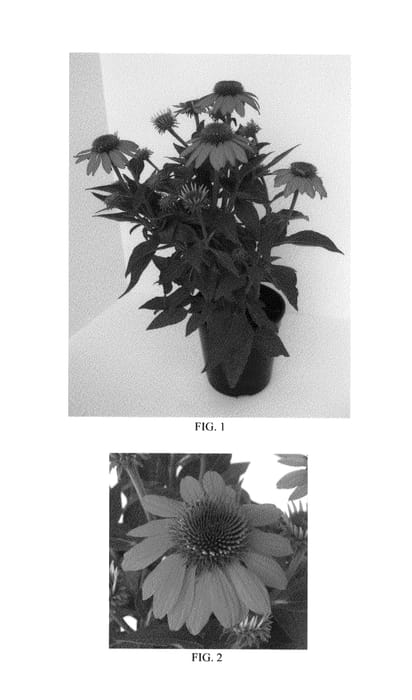 Figure 1 of US plant patent PP26639, the photograph of Balsomador printed in the patent.
