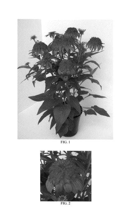 Figure 1 of US plant patent PP26640, the photograph of Balscandin printed in the patent.