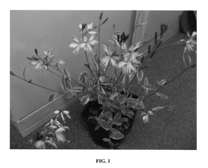 Figure 1 of US plant patent PP26641, the photograph of HARRFOLK printed in the patent.