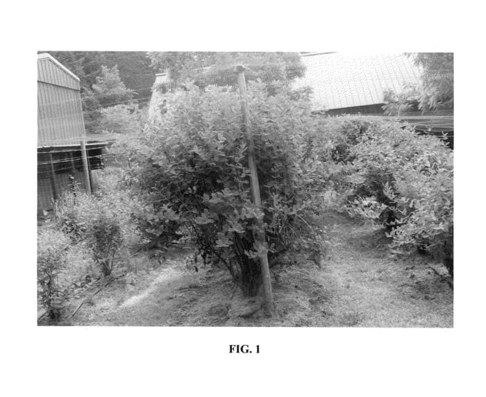 Figure 1 of US plant patent PP26642, the photograph of Keiko printed in the patent.