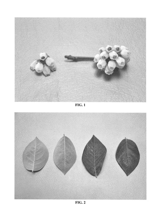 Figure 1 of US plant patent PP26643, the photograph of DrisBlueTen printed in the patent.