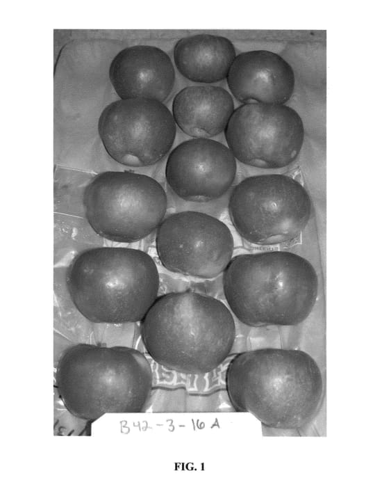Figure 1 of US plant patent PP26644, the photograph of MINNB42 printed in the patent.