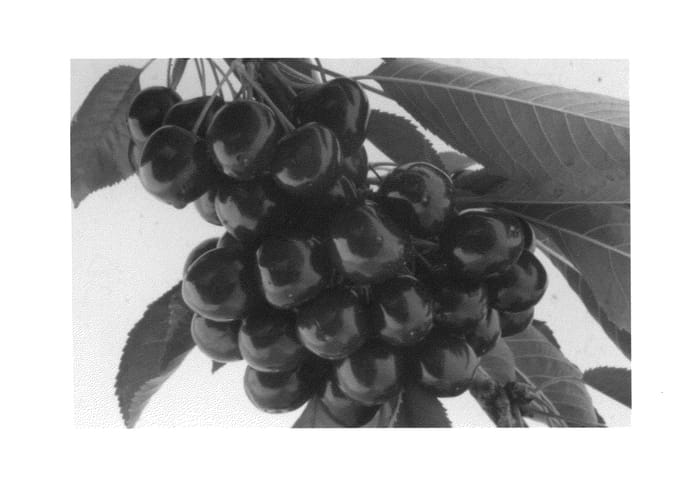 Figure 1 of US plant patent PP26645, the photograph of SPC103 printed in the patent.