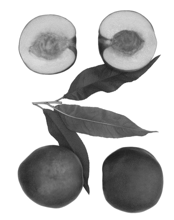 Figure 1 of US plant patent PP26647, the photograph of Atomic Red printed in the patent.