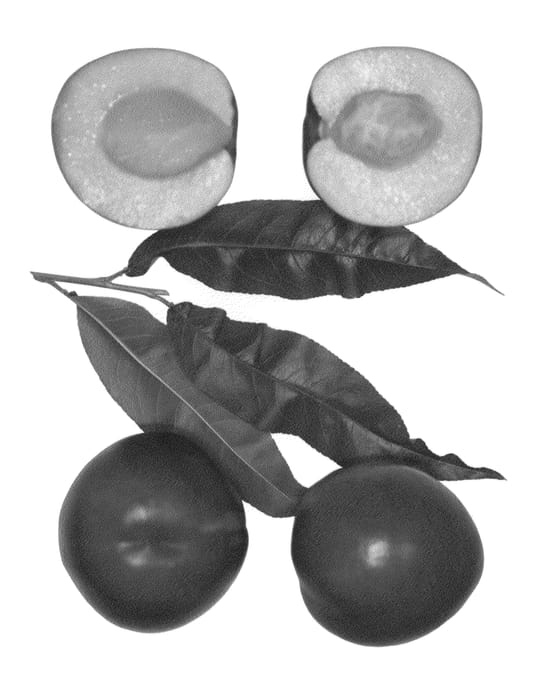 Figure 1 of US plant patent PP26648, the photograph of Reed printed in the patent.