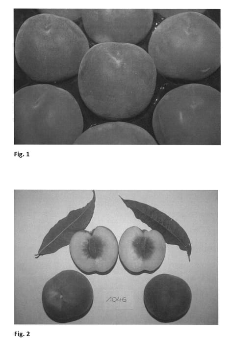 Figure 1 of US plant patent PP26649, the photograph of CRISPDIVA printed in the patent.