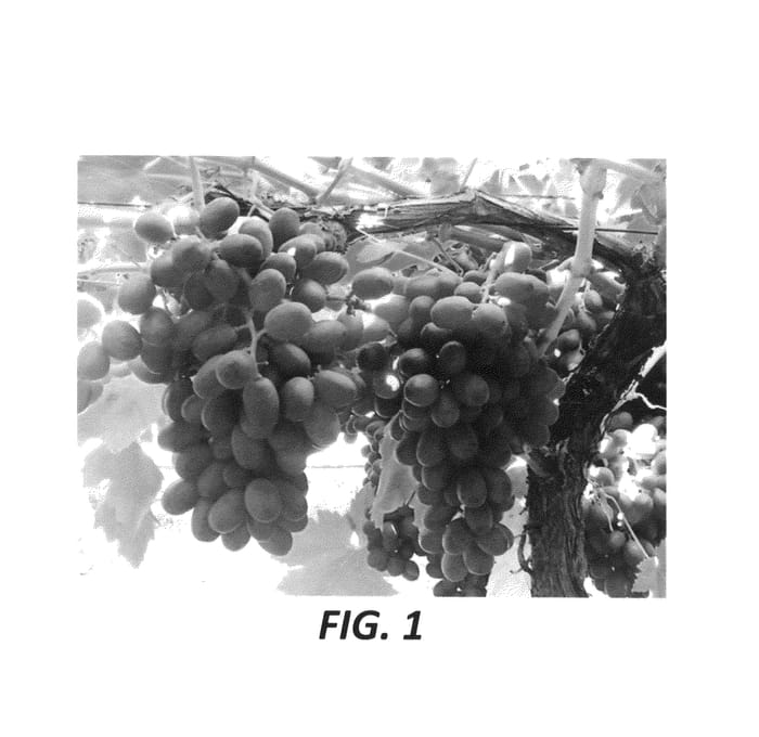 Figure 1 of US plant patent PP26650, the photograph of Stargrape 2 printed in the patent.