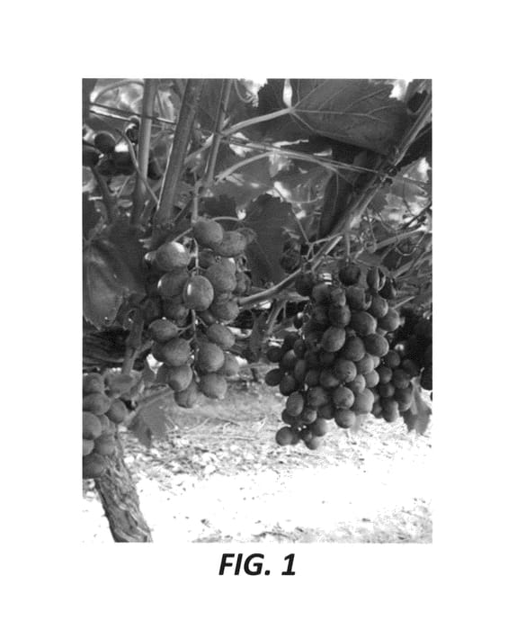 Figure 1 of US plant patent PP26651, the photograph of Stargrape 1 printed in the patent.