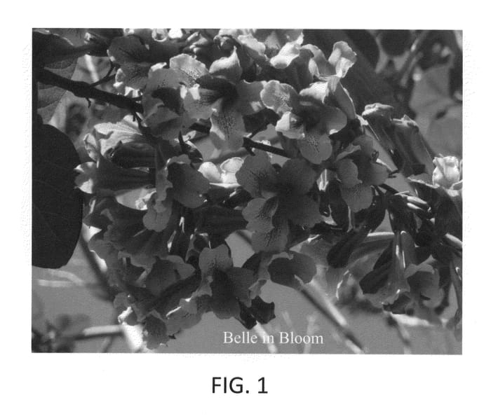 Figure 1 of US plant patent PP26652, the photograph of NRJNJF13 printed in the patent.