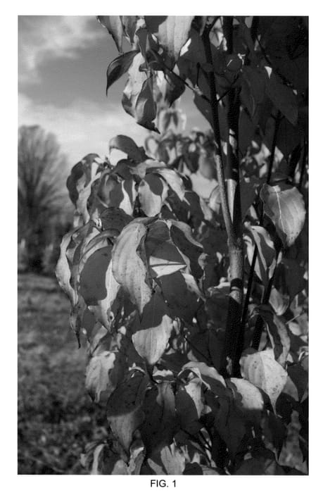 Figure 1 of US plant patent PP26653, the photograph of MADI-II printed in the patent.