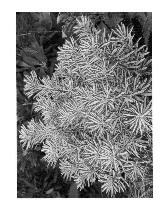 Figure 1 of US plant patent PP26654, the photograph of Moonlight Sonata printed in the patent.