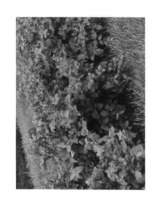 Figure 1 of US plant patent PP26655, the photograph of SMSMBK printed in the patent.
