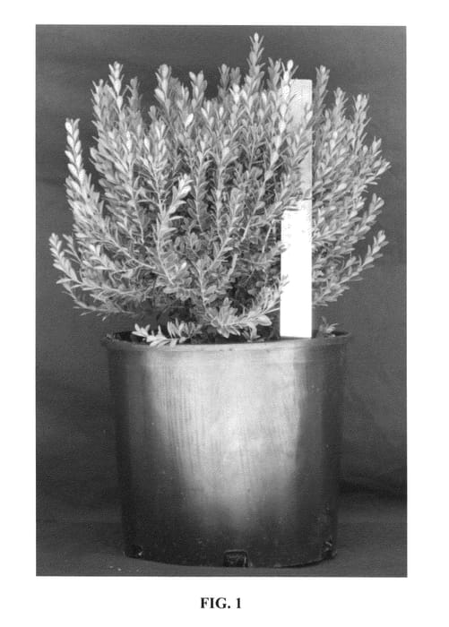 Figure 1 of US plant patent PP26656, the photograph of Grejade printed in the patent.