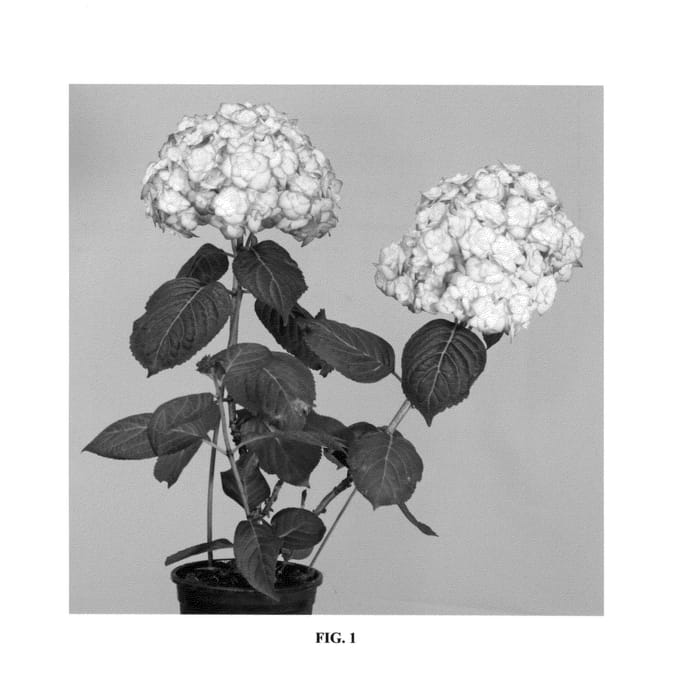 Figure 1 of US plant patent PP26657, the photograph of H2002 printed in the patent.