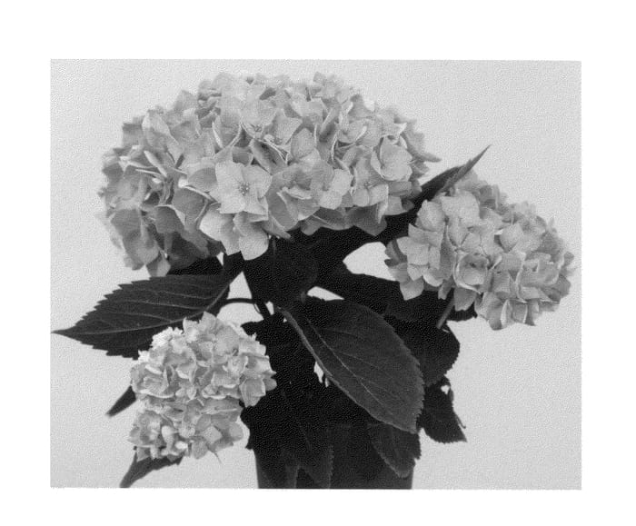 Figure 1 of US plant patent PP26658, the photograph of Saxreb11 printed in the patent.