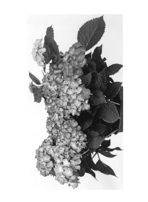 Figure 1 of US plant patent PP26659, the photograph of Saxbicodapi printed in the patent.