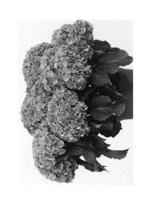Figure 1 of US plant patent PP26660, the photograph of Saxlimar printed in the patent.
