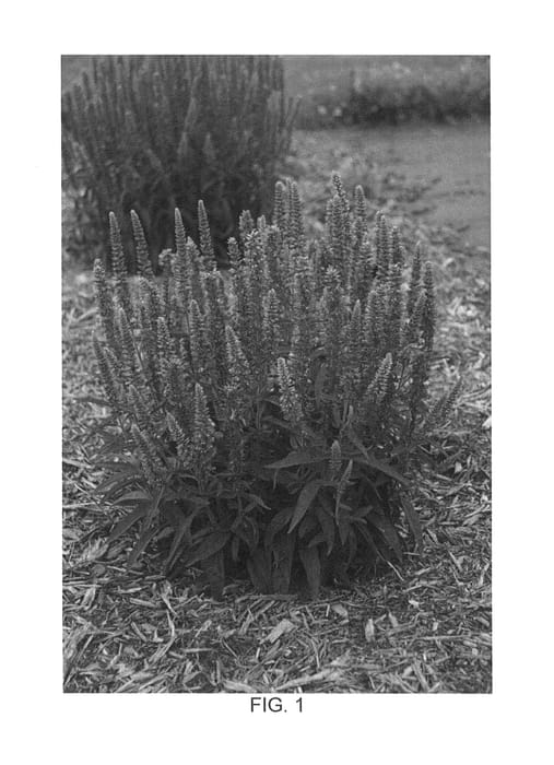 Figure 1 of US plant patent PP26661, the photograph of Novaverlig printed in the patent.