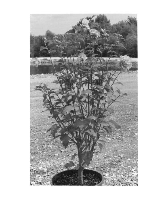 Figure 1 of US plant patent PP26662, the photograph of DS01BS printed in the patent.