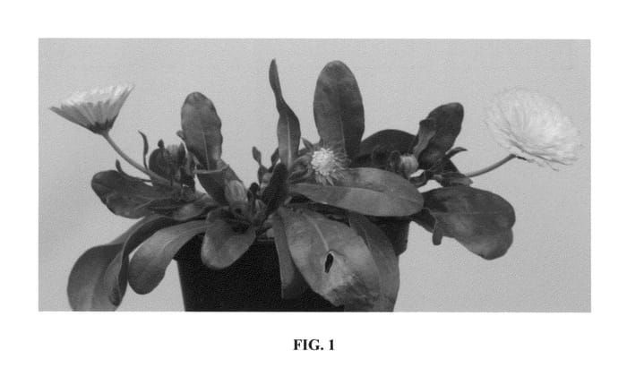 Figure 1 of US plant patent PP26663, the photograph of 20124-30D printed in the patent.