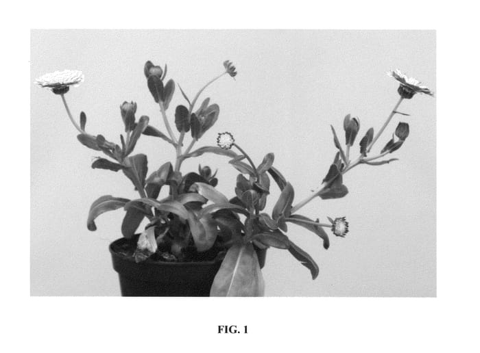 Figure 1 of US plant patent PP26664, the photograph of 20123-5D printed in the patent.
