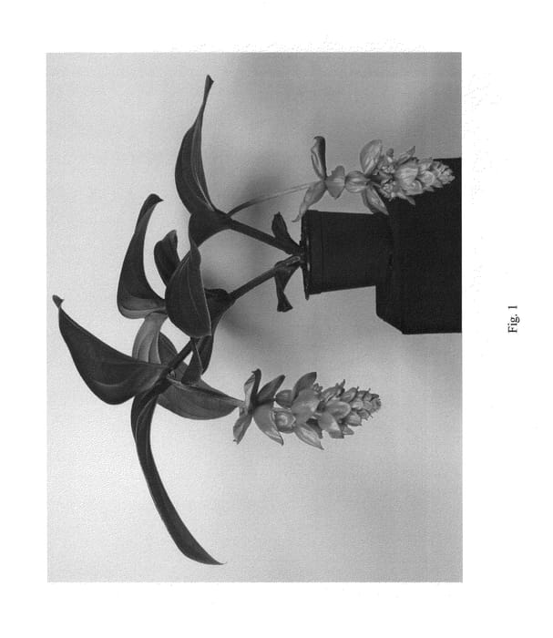 Figure 1 of US plant patent PP26665, the photograph of ROYAL INTENZ printed in the patent.