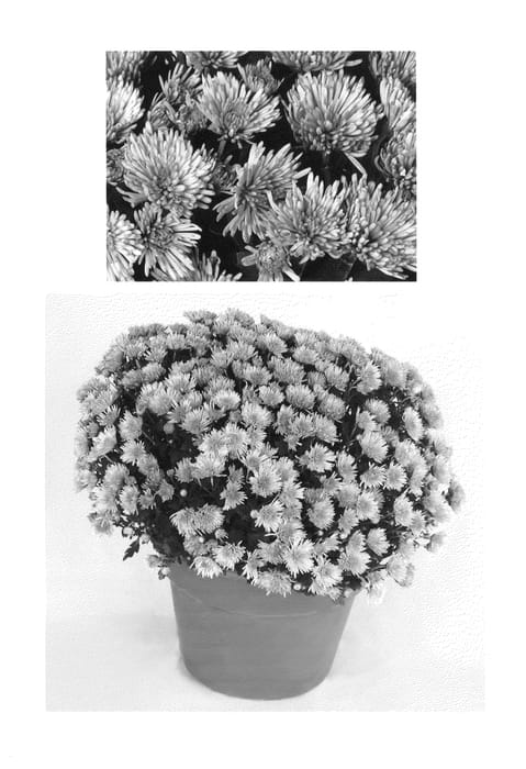 Figure 1 of US plant patent PP26666, the photograph of Fireworks Igloo printed in the patent.