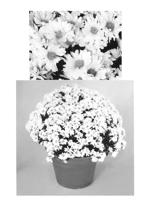 Figure 1 of US plant patent PP26667, the photograph of Icicle Igloo printed in the patent.