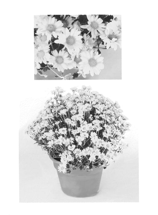 Figure 1 of US plant patent PP26668, the photograph of Sizzling Igloo printed in the patent.