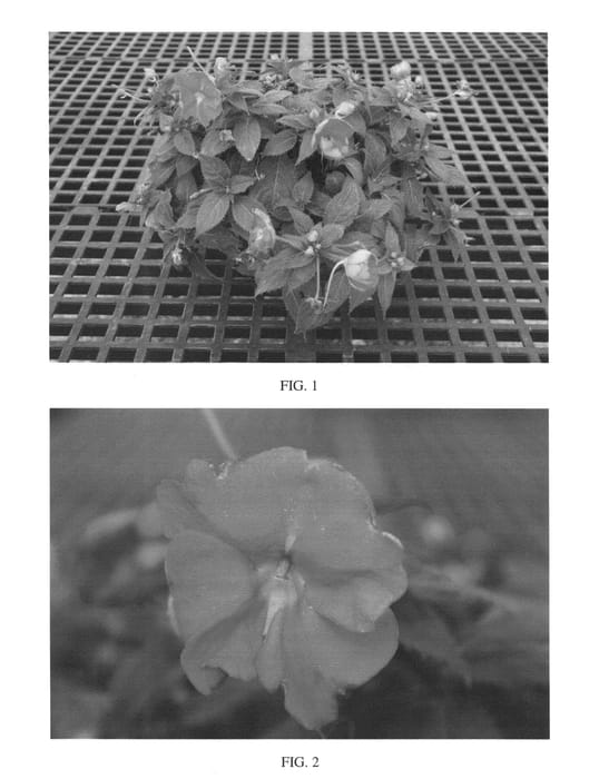 Figure 1 of US plant patent PP26669, the photograph of SAKIMP033 printed in the patent.