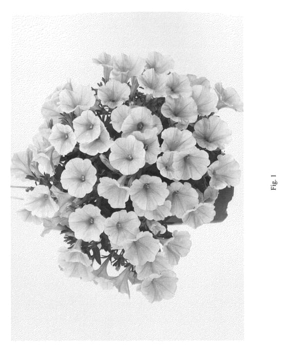 Figure 1 of US plant patent PP26670, the photograph of DRAY307 printed in the patent.