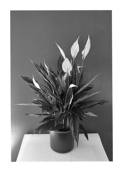 Figure 1 of US plant patent PP26671, the photograph of Spamart printed in the patent.