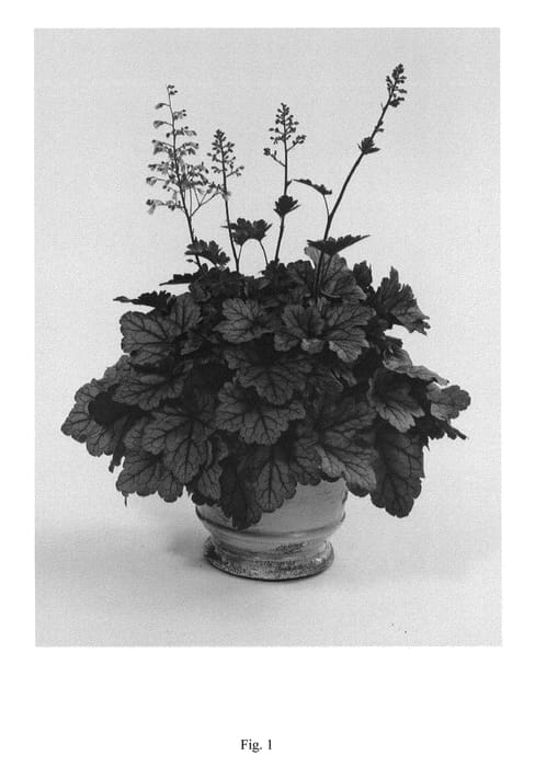 Figure 1 of US plant patent PP26672, the photograph of DKIRA88 printed in the patent.