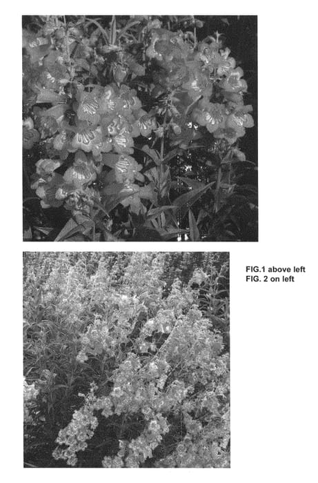 Figure 1 of US plant patent PP26673, the photograph of Cha Cha Pink printed in the patent.