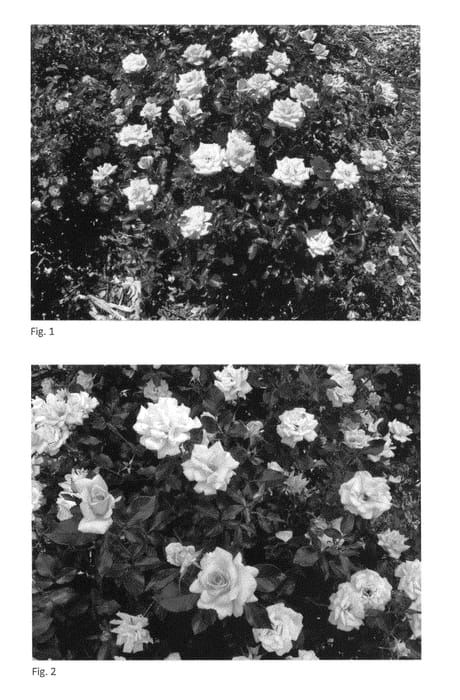 Figure 1 of US plant patent PP26674, the photograph of Gaye Hammond printed in the patent.