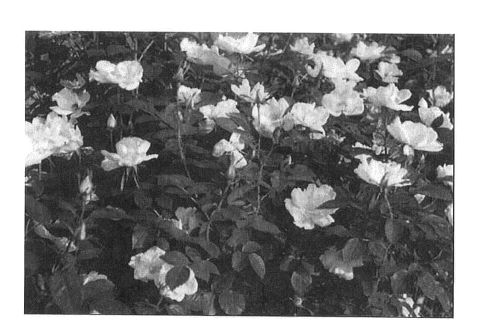Figure 1 of US plant patent PP26675, the photograph of Radpastel printed in the patent.