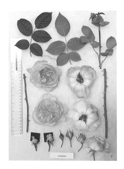 Figure 1 of US plant patent PP26676, the photograph of AUStruss printed in the patent.