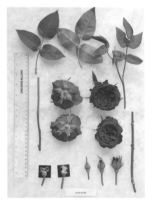 Figure 1 of US plant patent PP26677, the photograph of AUSyacht printed in the patent.